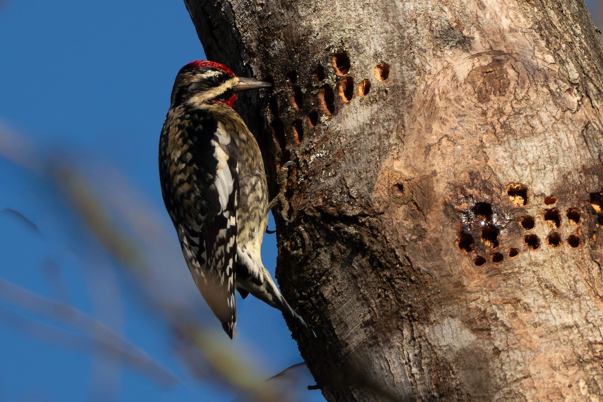 Gelbbauch-Saftlecker - ML647184899