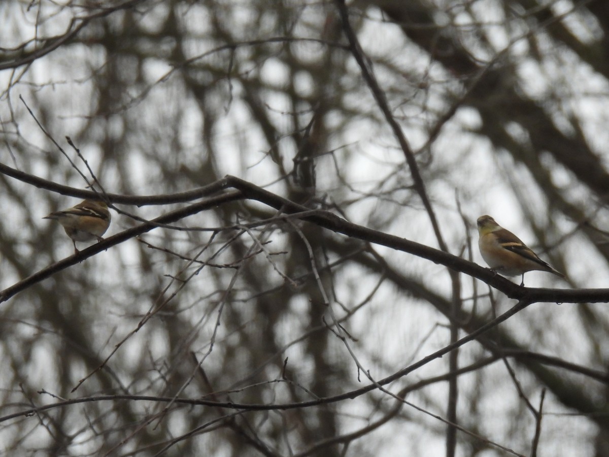 American Goldfinch - ML647184900