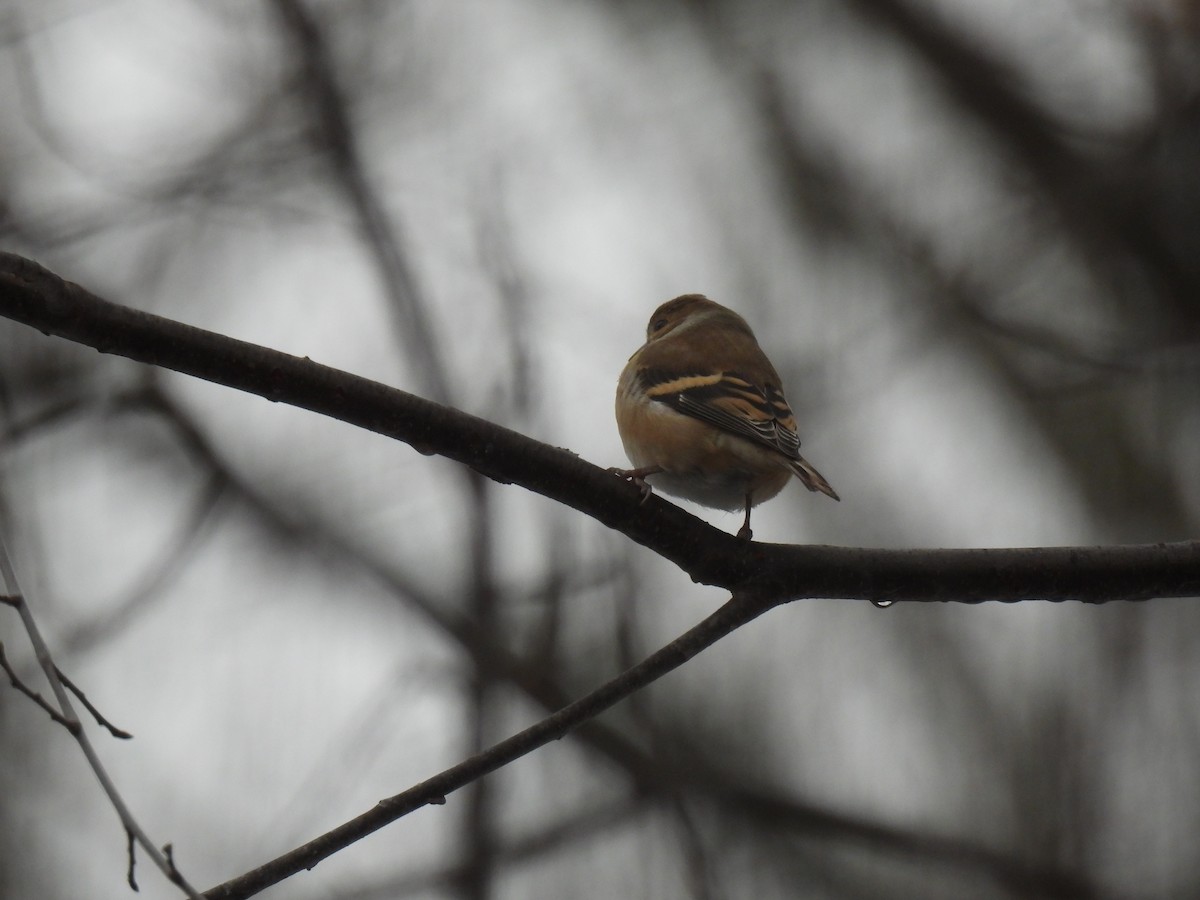 American Goldfinch - ML647184901