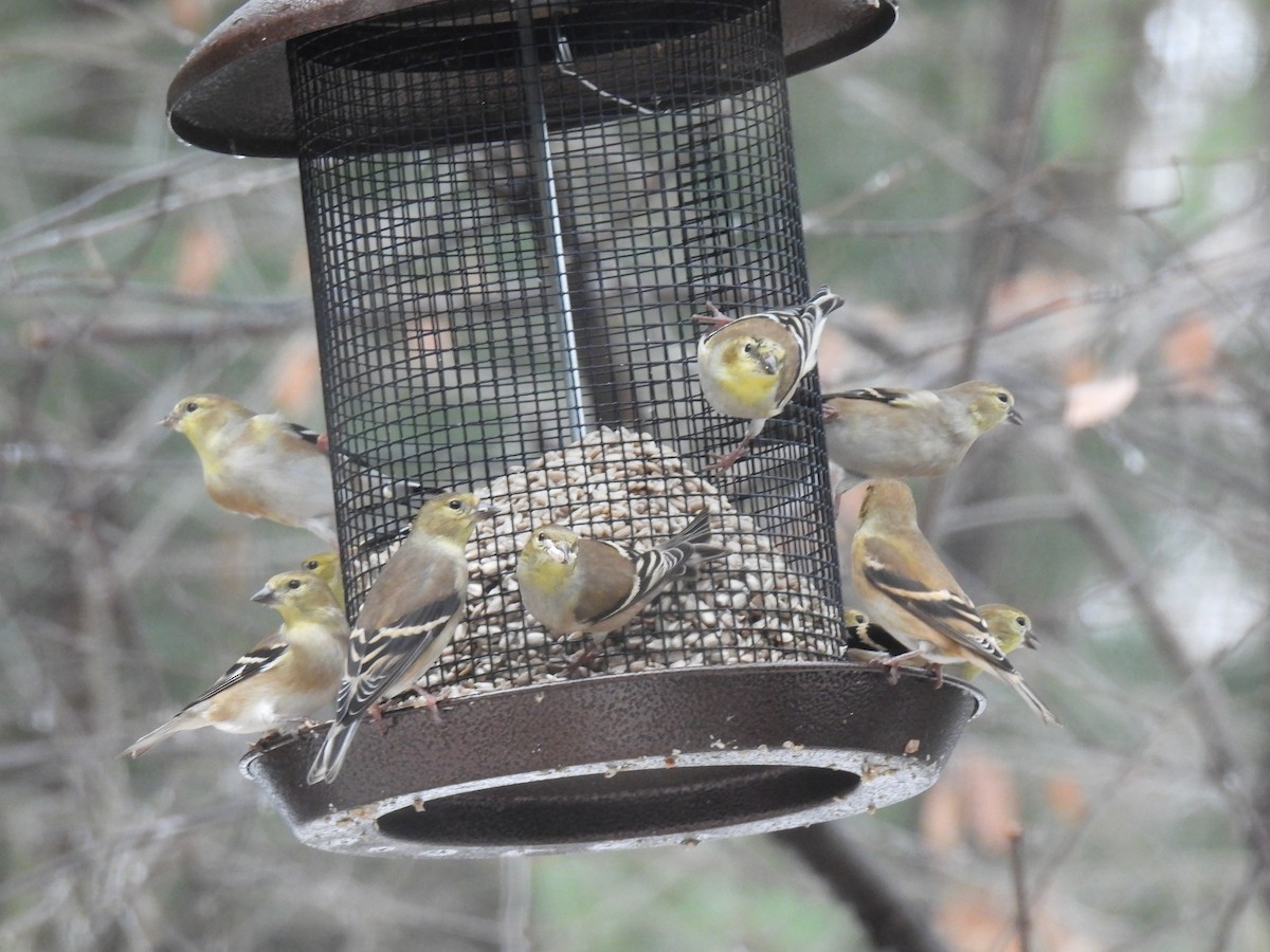 American Goldfinch - ML647184902