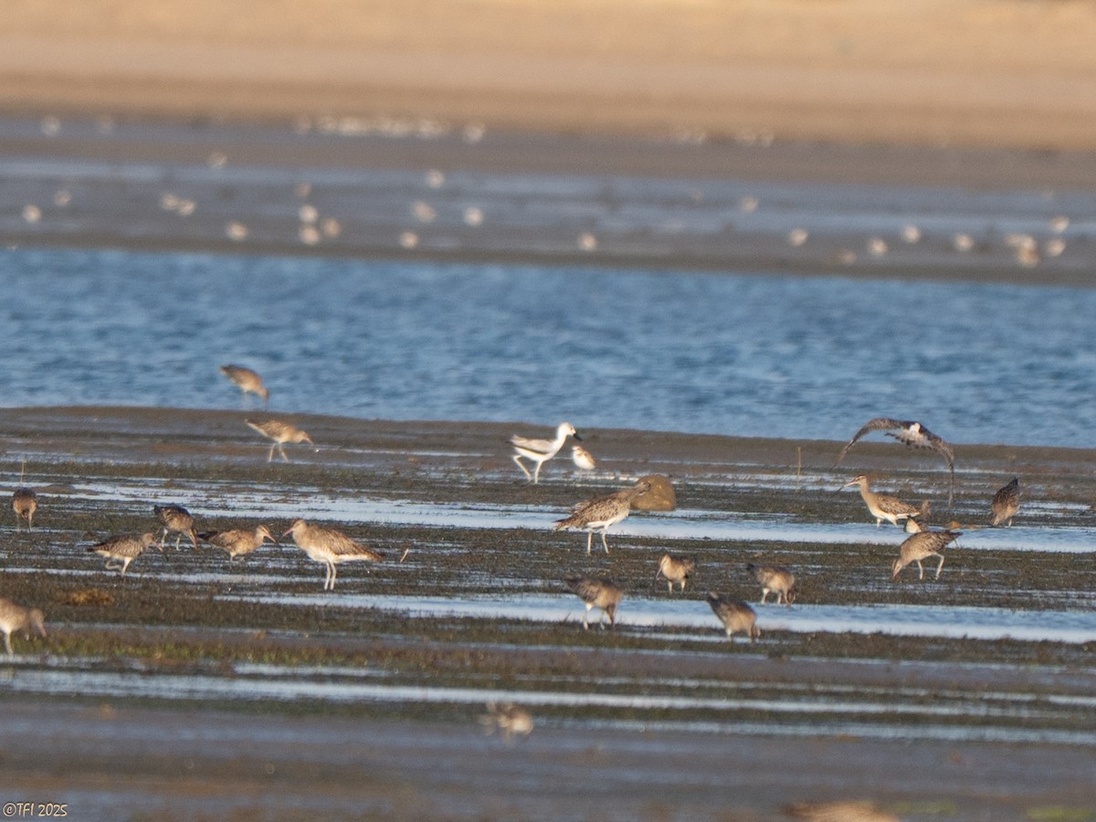 Crab-Plover - ML647184904