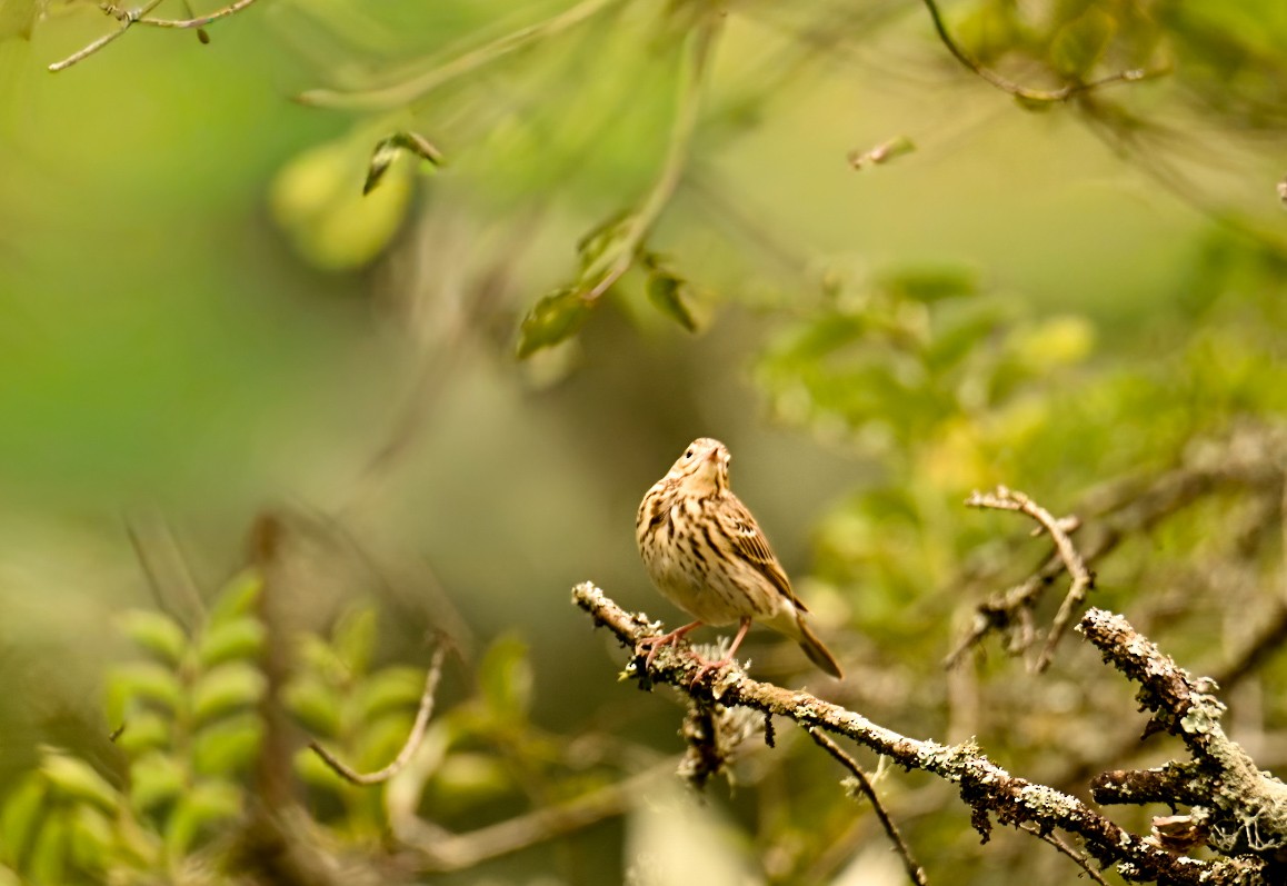 Tree Pipit - ML647184905
