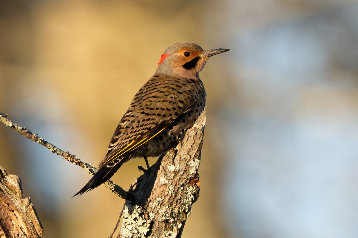 Goldspecht - ML647184909