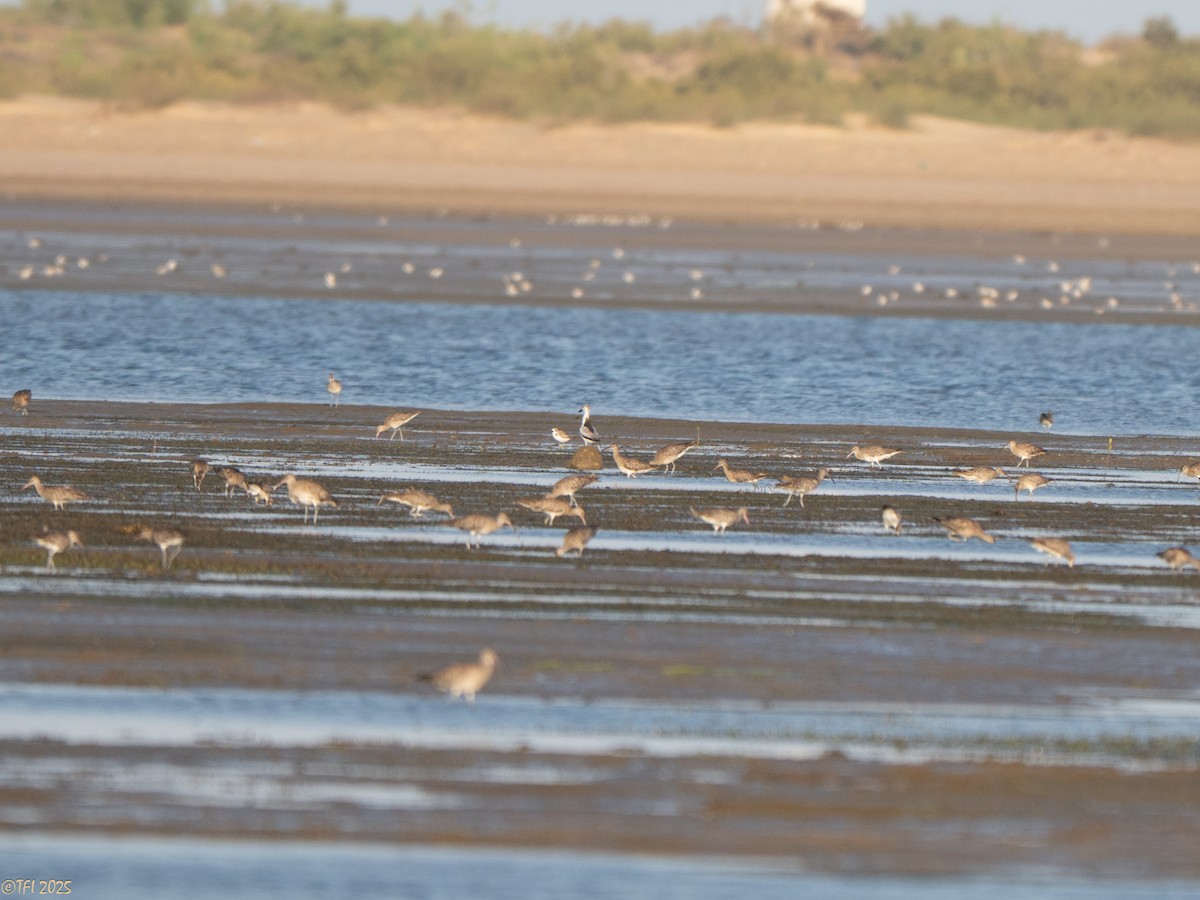 Crab-Plover - ML647184916