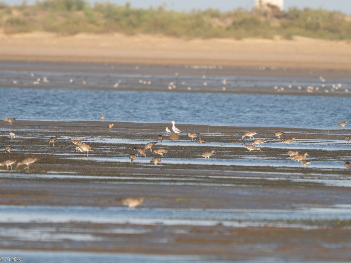 Crab-Plover - ML647184918