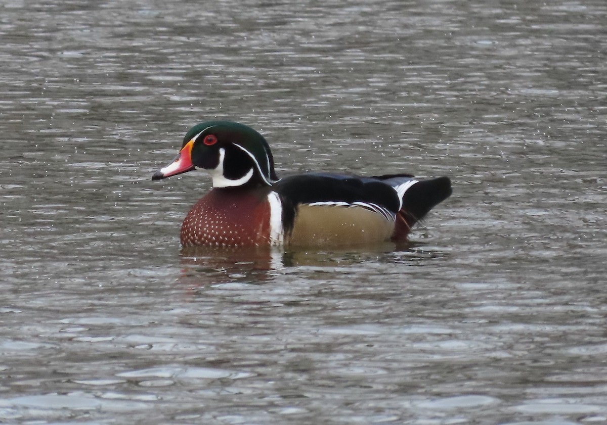 kachnička karolínská - ML647184928