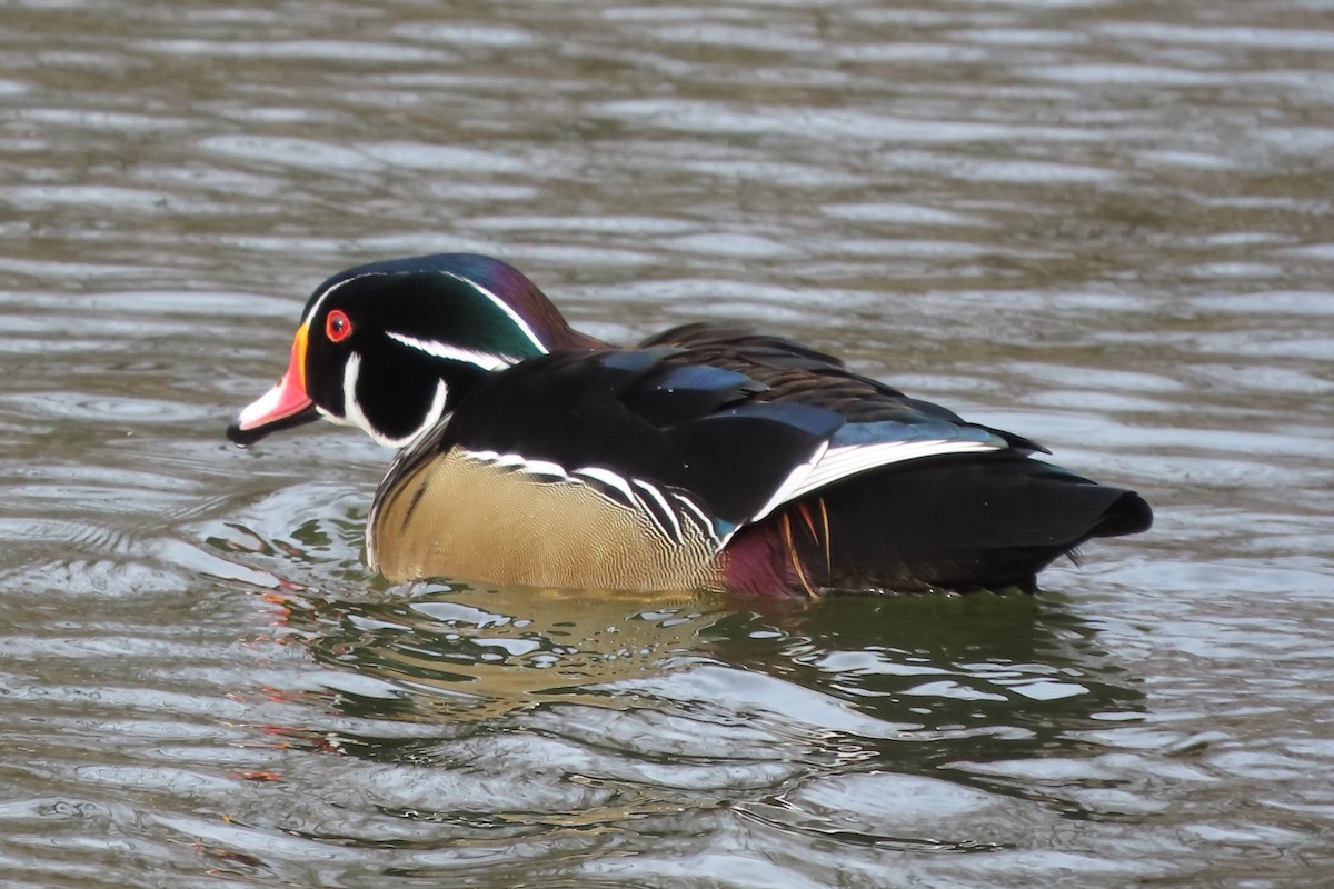 kachnička karolínská - ML647184929