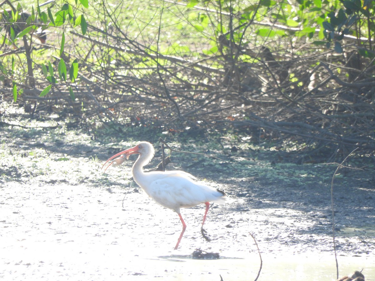 White Ibis - ML647184945