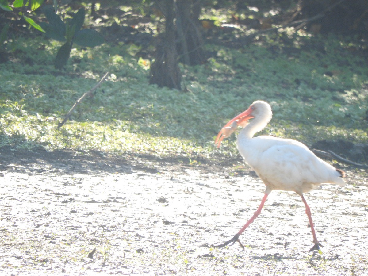 White Ibis - ML647184946