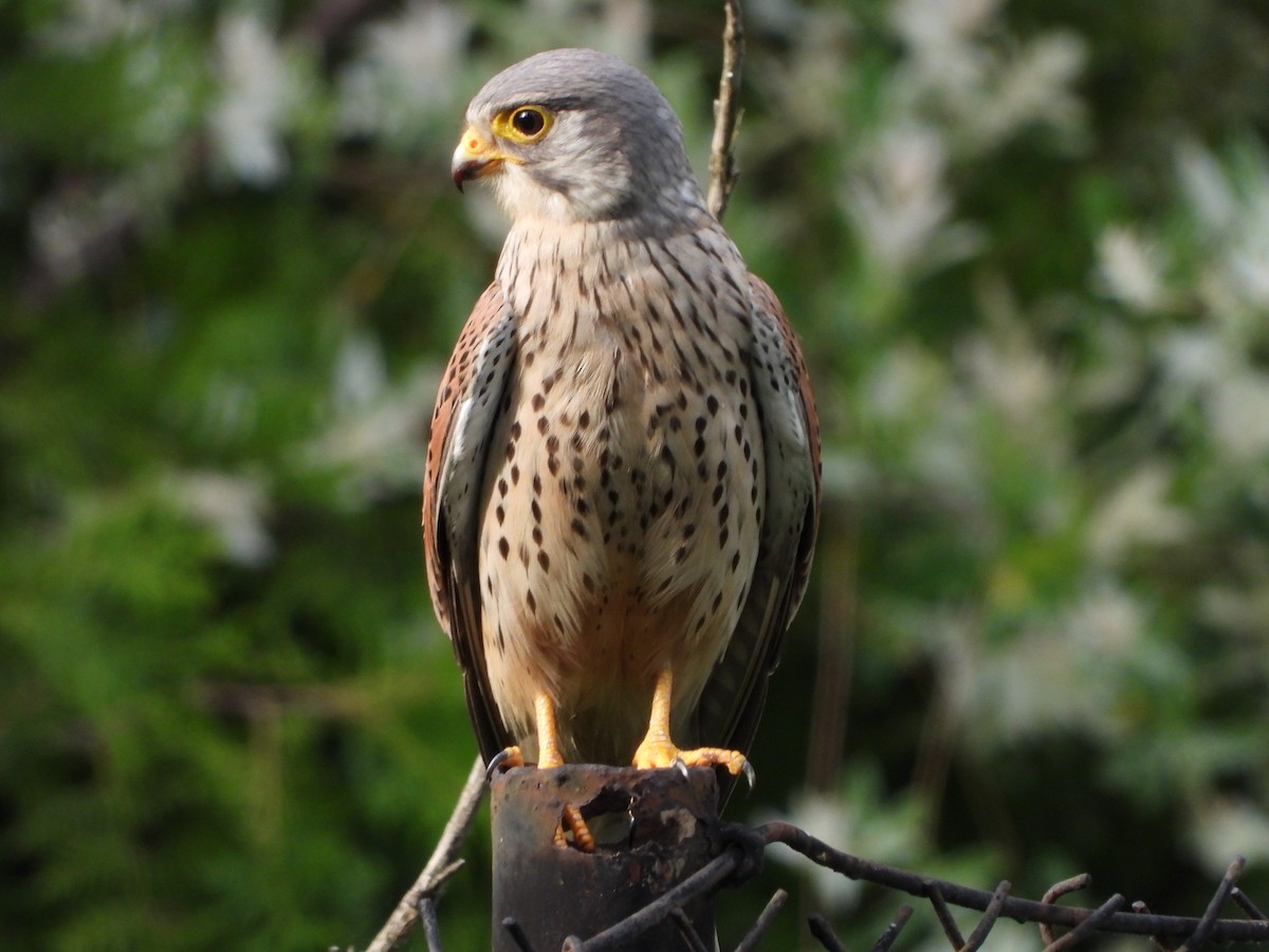 Turmfalke - ML647184956