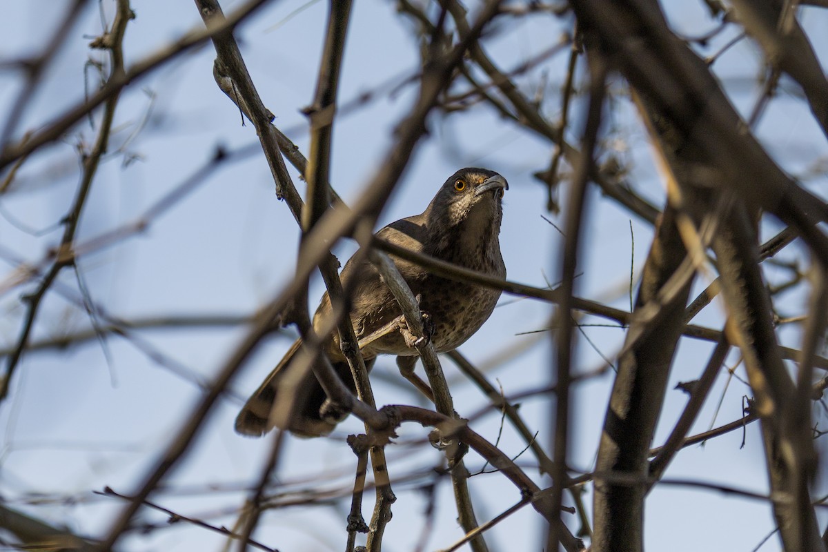 Curve-billed Thrasher - ML647184958