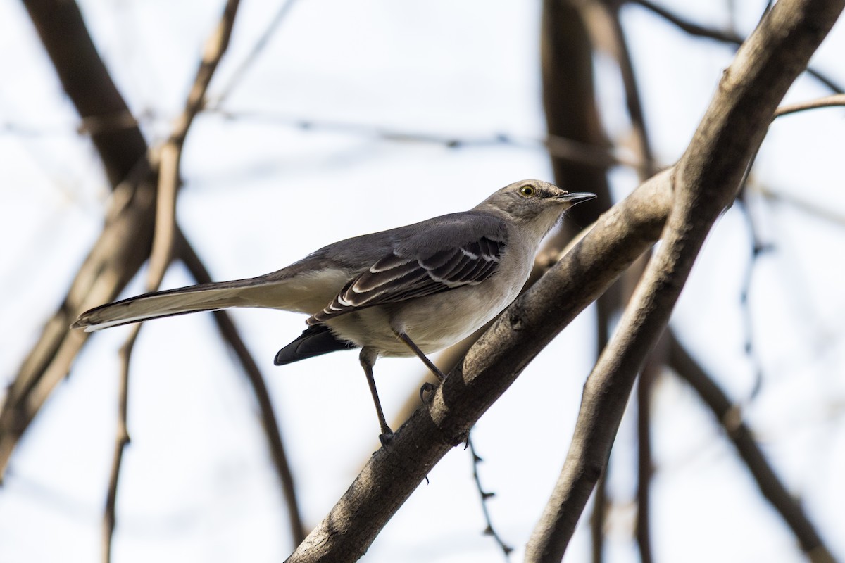 Northern Mockingbird - ML647184959