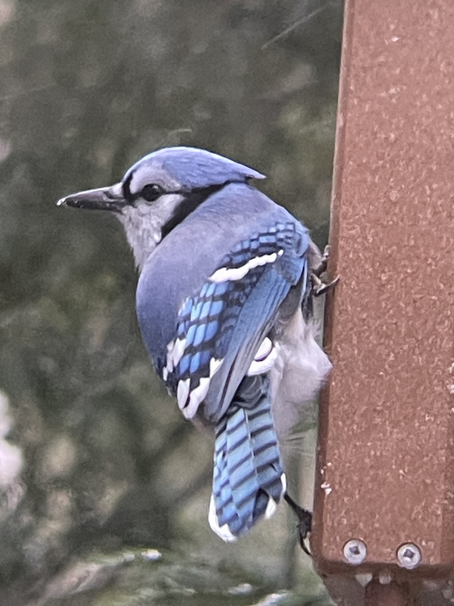 Blue Jay - ML647184966
