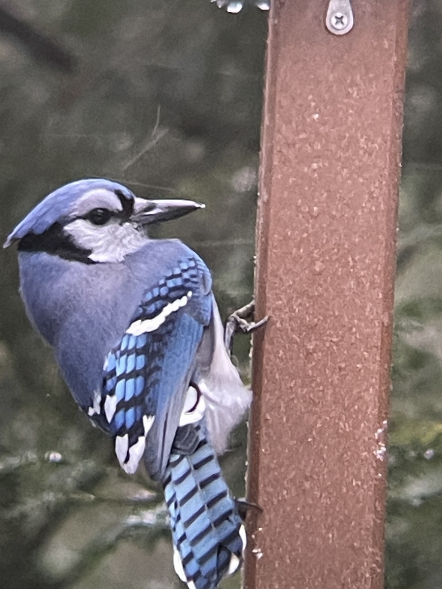 Blue Jay - ML647184967
