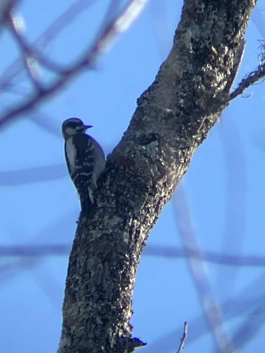 Pico Pubescente (pubescens/medianus) - ML647184968