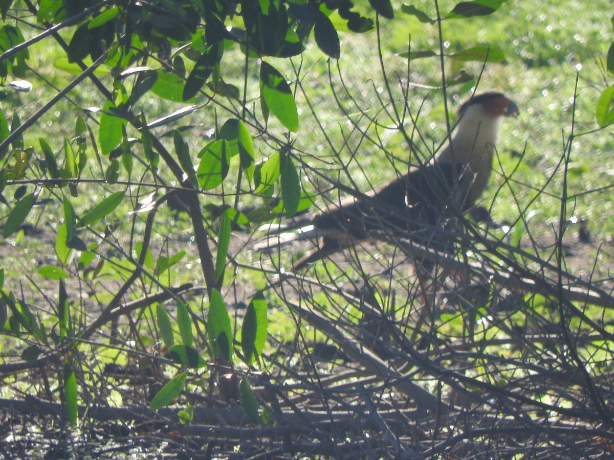 gribbkarakara (cheriway) - ML647184970