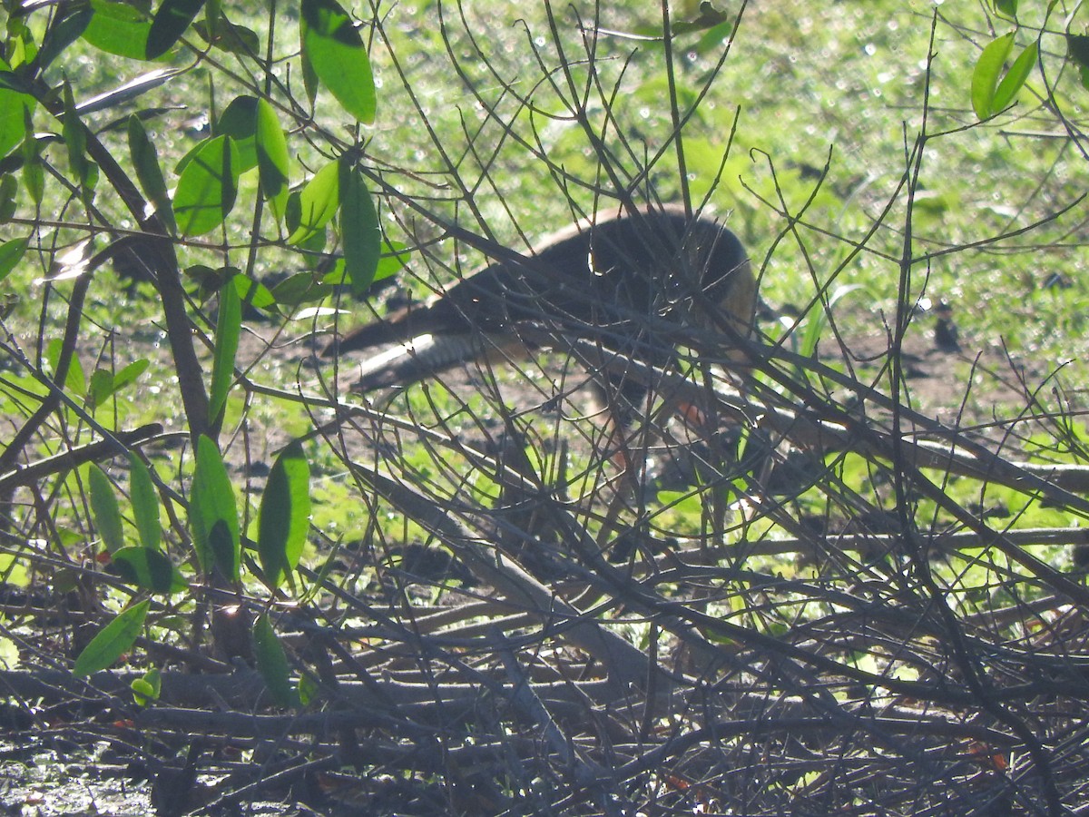 gribbkarakara (cheriway) - ML647184971