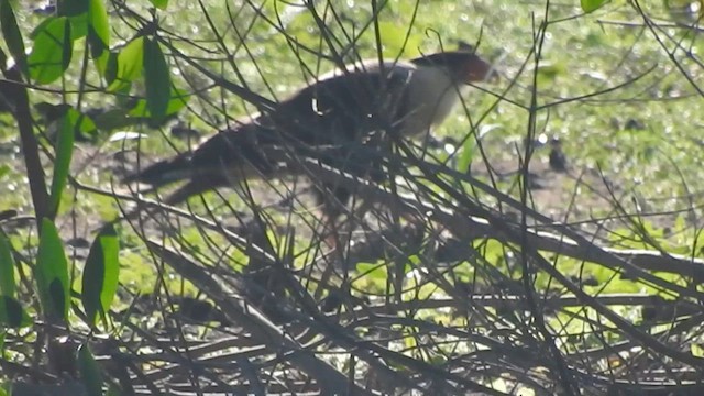 Crested Caracara (Northern) - ML647184972