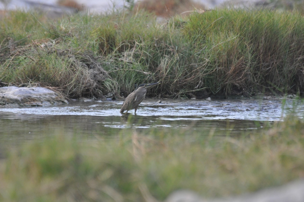 Little Heron - ML647184973
