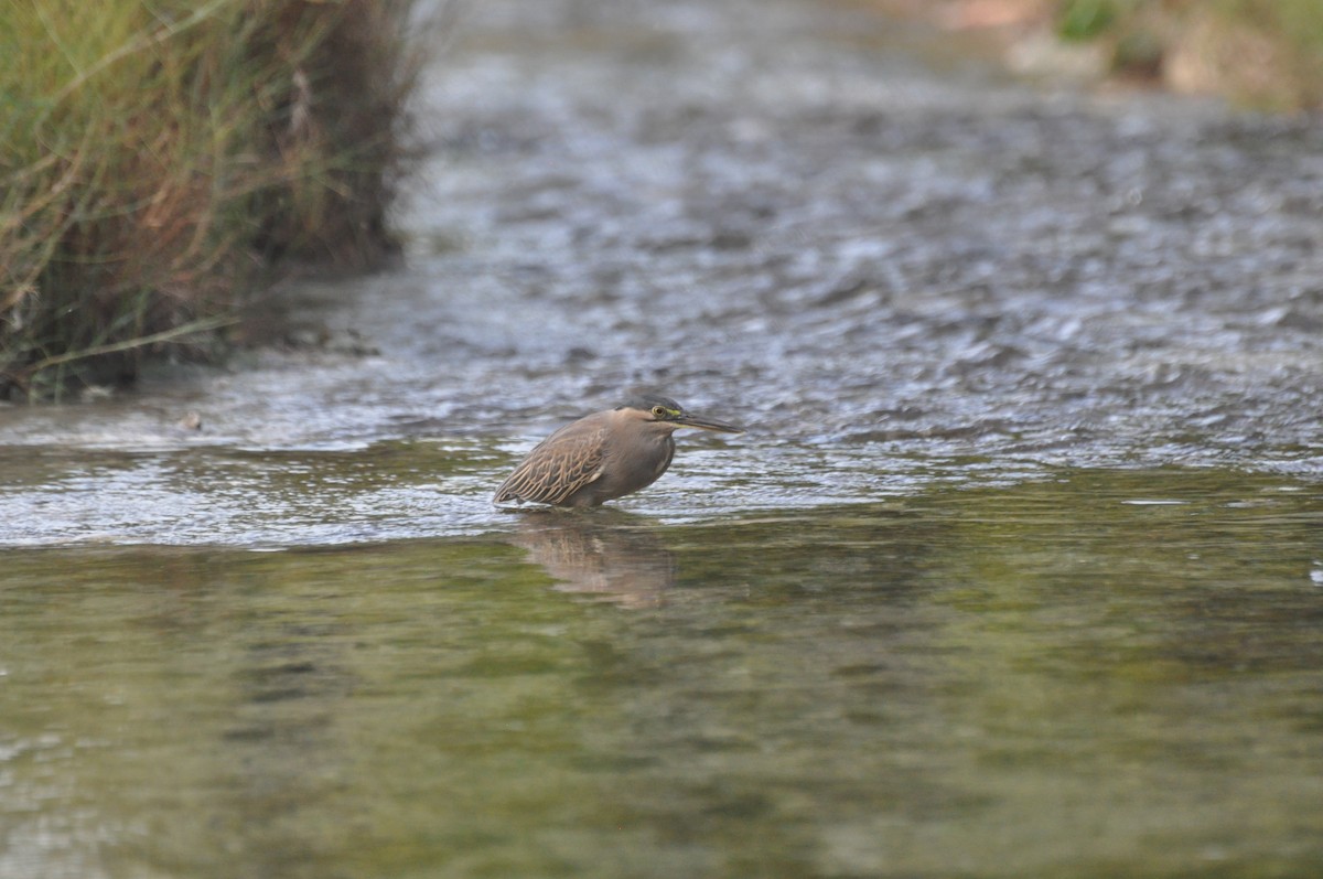 Little Heron - ML647184974