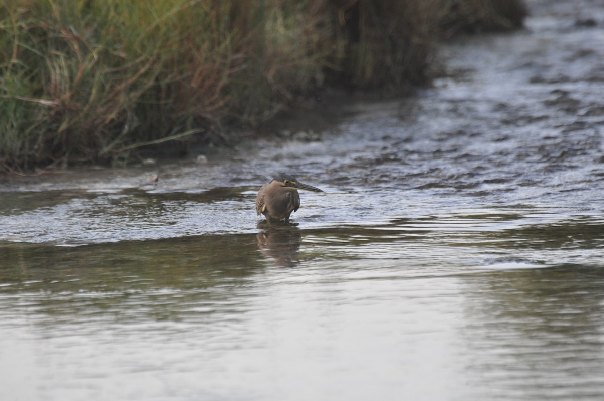 Little Heron - ML647184975