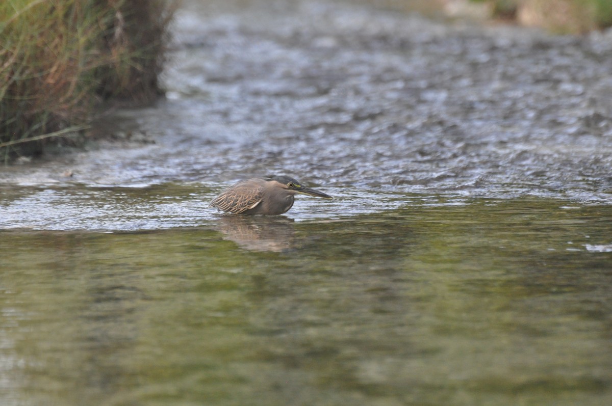 Little Heron - ML647184976