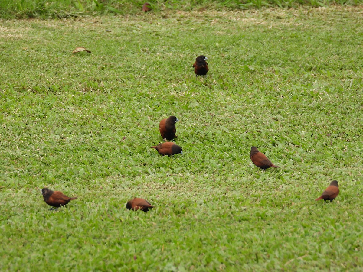 Chestnut Munia - ML647184990