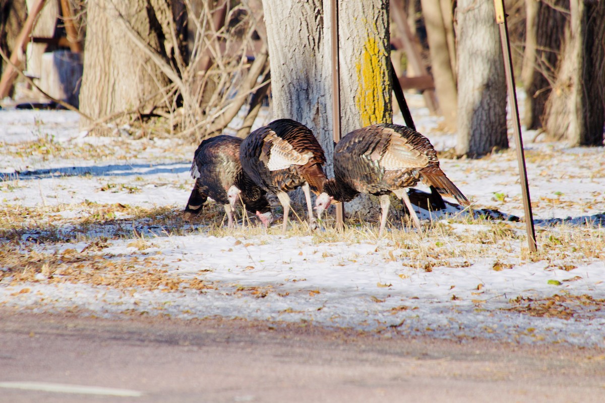 Truthuhn - ML647185000