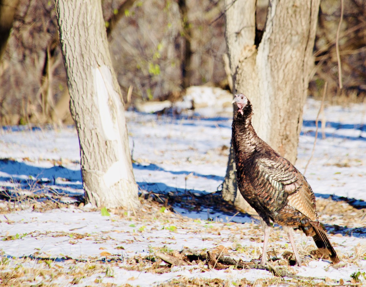 Truthuhn - ML647185001