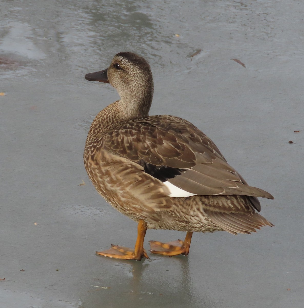 Gadwall - ML647185005