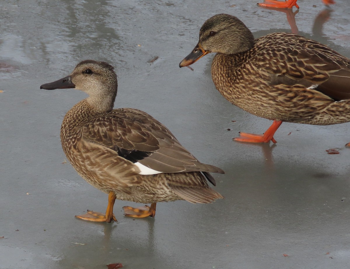 Gadwall - ML647185007