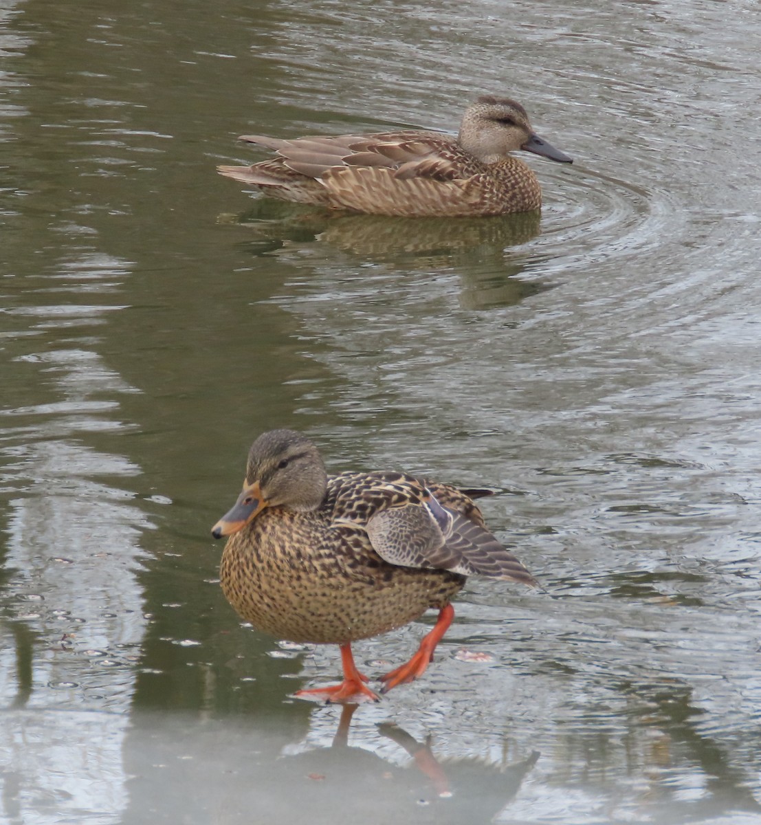 Gadwall - ML647185008