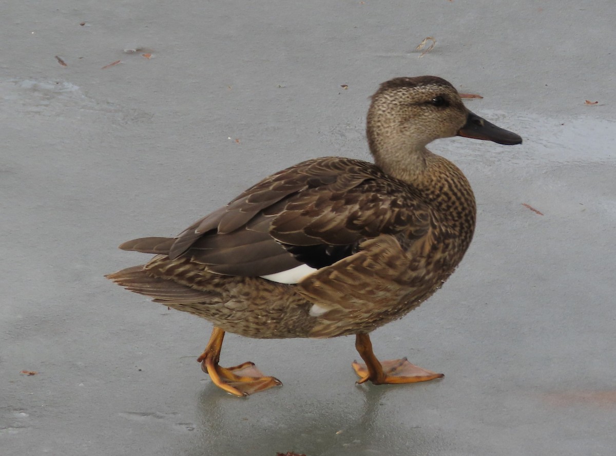 Gadwall - ML647185009