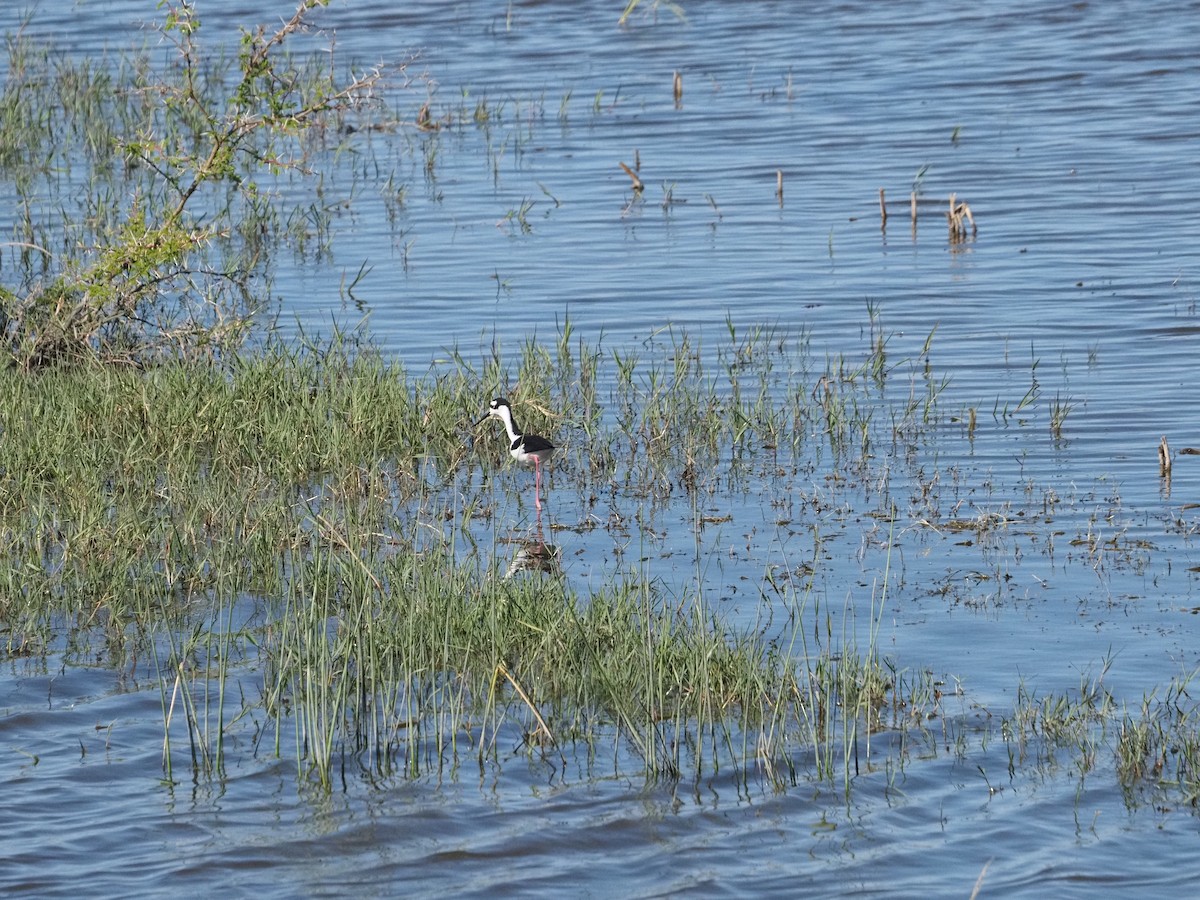 Échasse d'Amérique - ML647185016