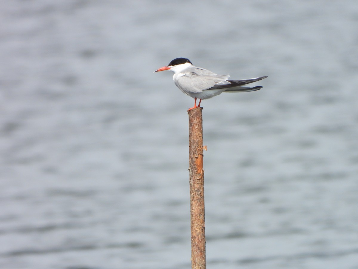 アジサシ - ML647185027