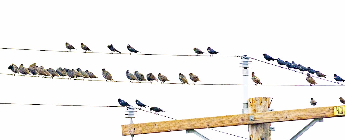 Tricolored Blackbird - ML647185035