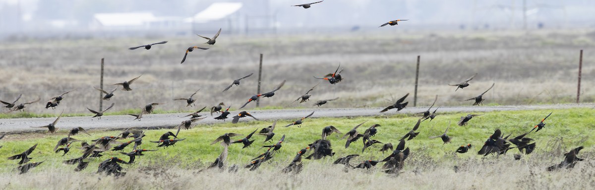 Tricolored Blackbird - ML647185036