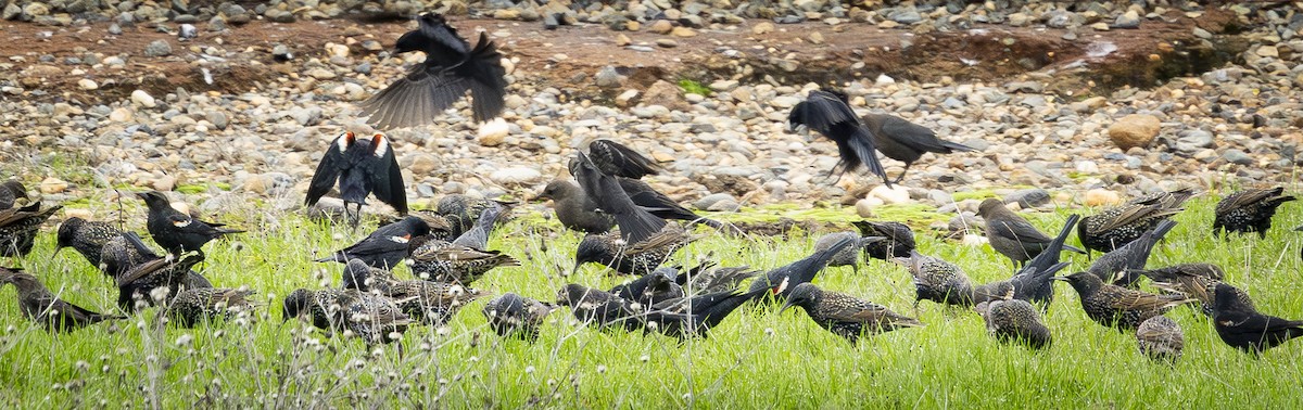 Tricolored Blackbird - ML647185037
