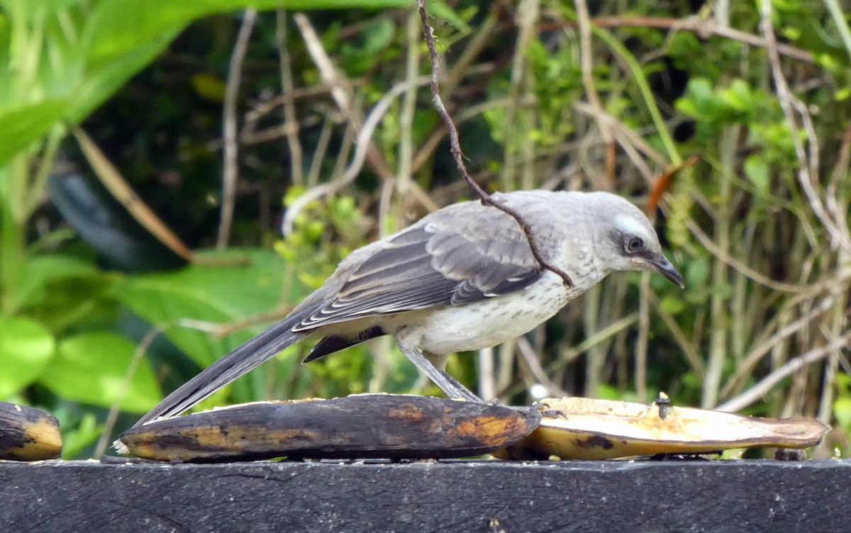 Tropikal Taklitçi - ML647185038