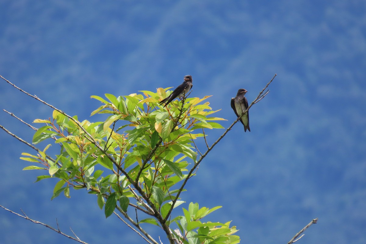 Gray-breasted Martin - ML647185039