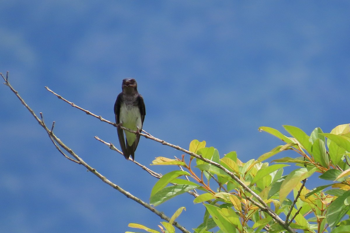 Gray-breasted Martin - ML647185040