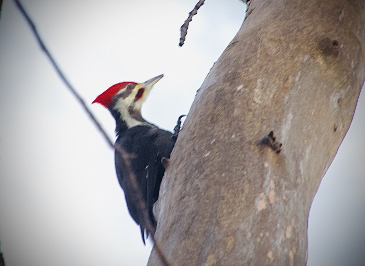 Helmspecht - ML647185057