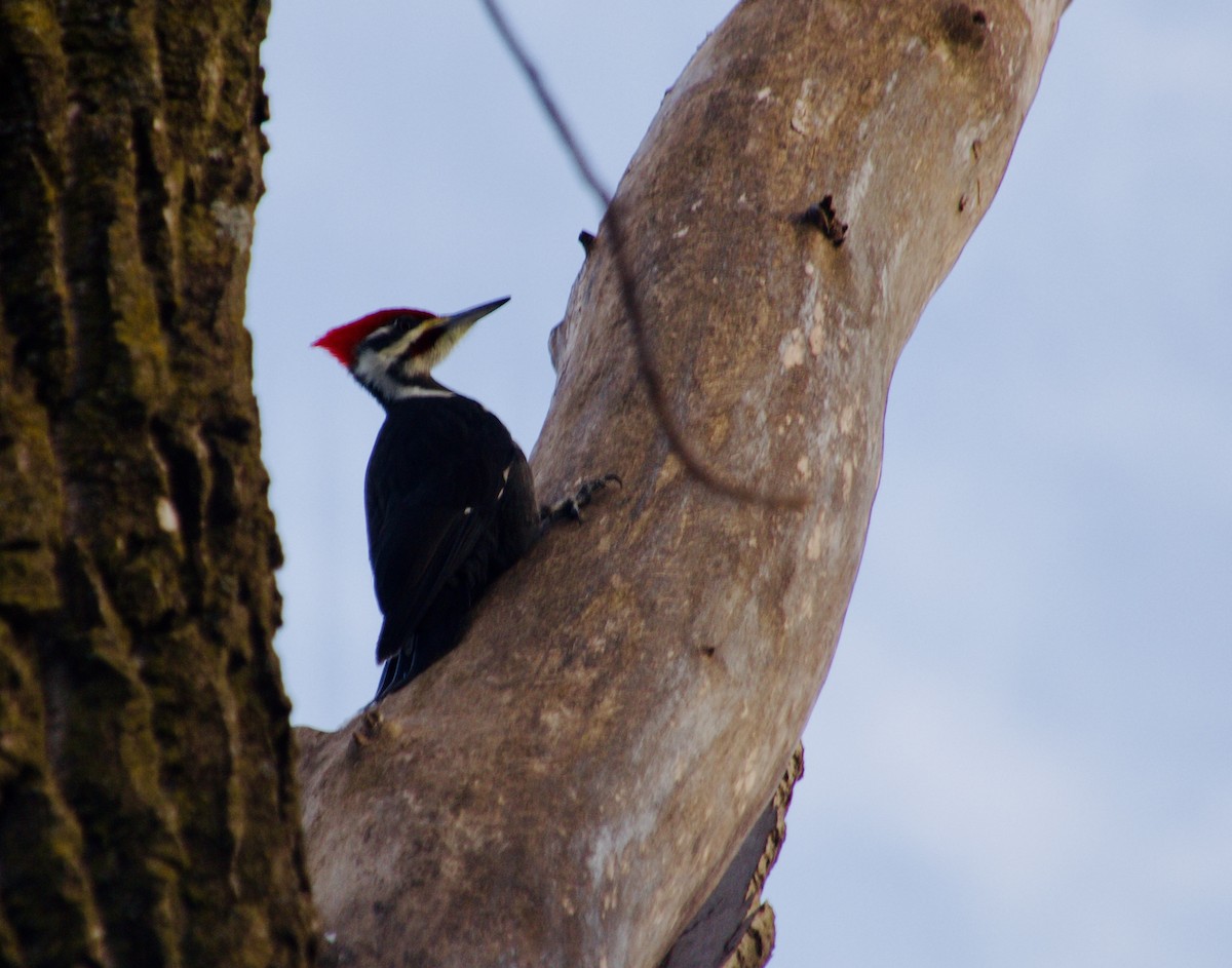 Helmspecht - ML647185058