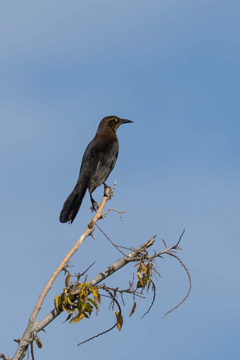 Great-tailed Grackle - ML647185061