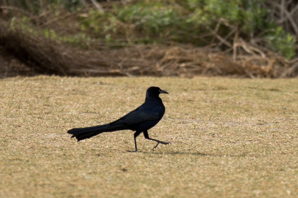Great-tailed Grackle - ML647185062
