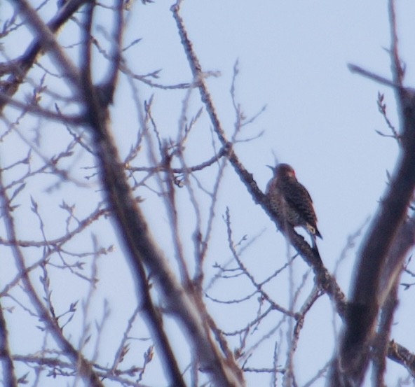 Goldspecht (auratus/luteus) - ML647185064