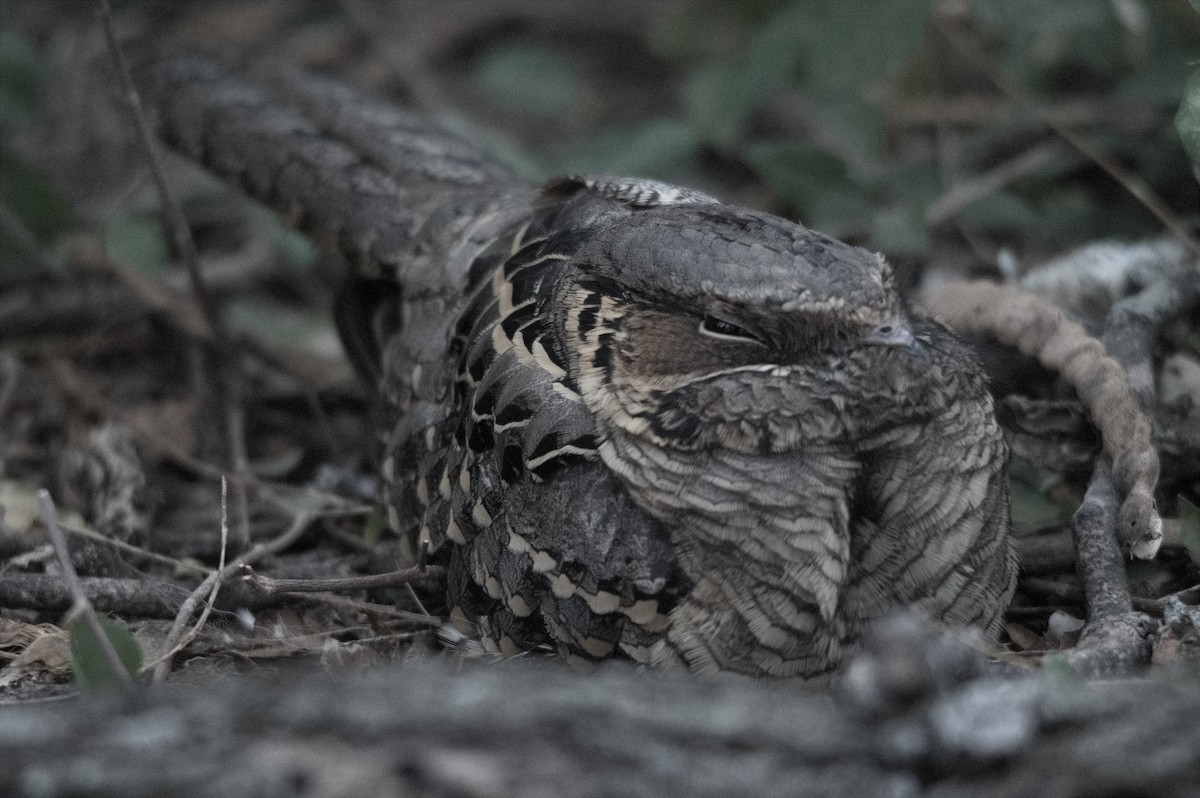 pauraquenattravn - ML647185066