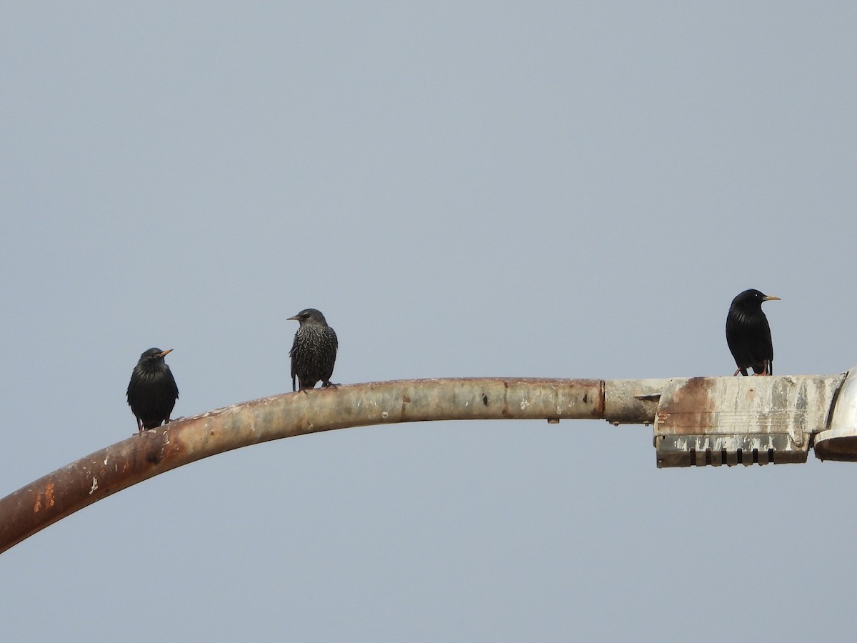 Étourneau unicolore - ML647185067