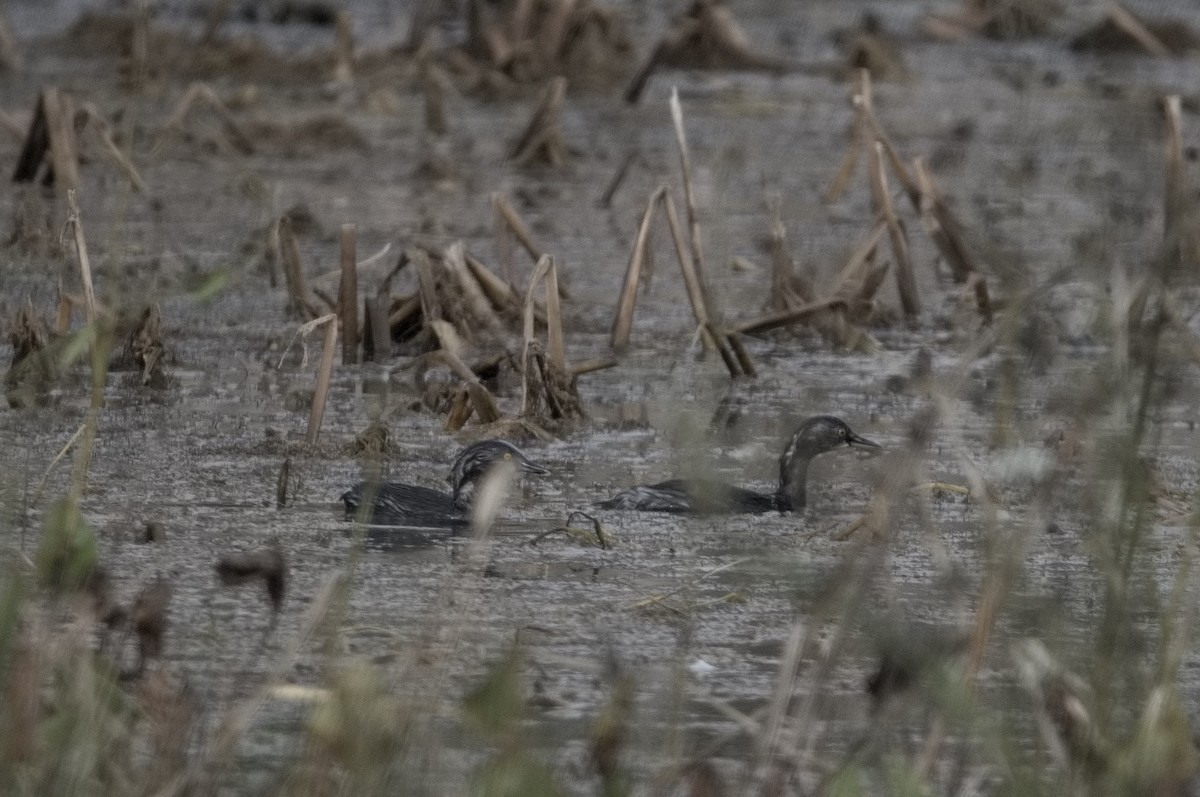 Least Grebe - ML647185070