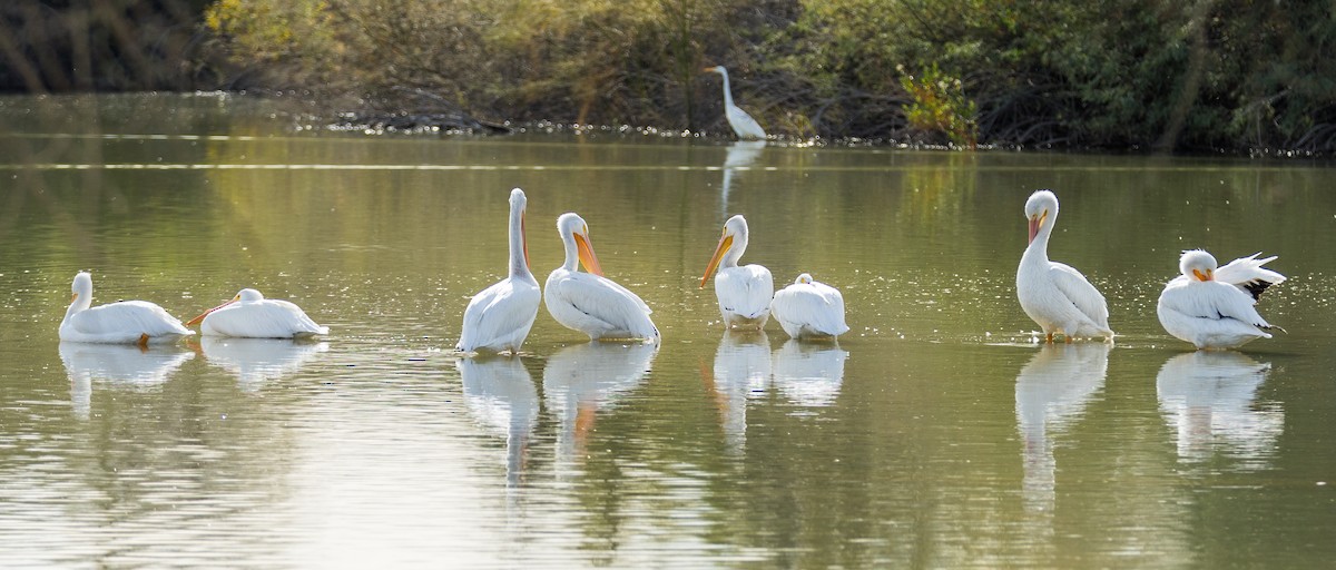 American White Pelican - ML647185074